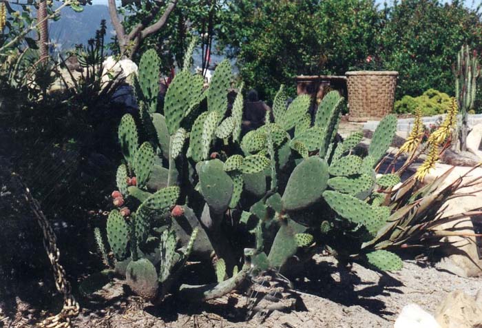 Opuntia ficus-indica