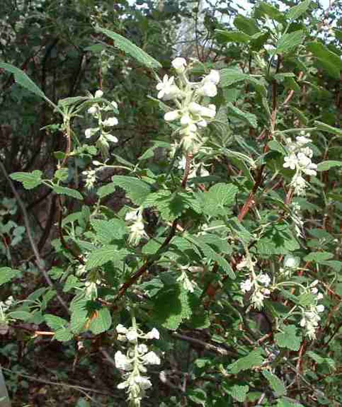 Ribes indecorum