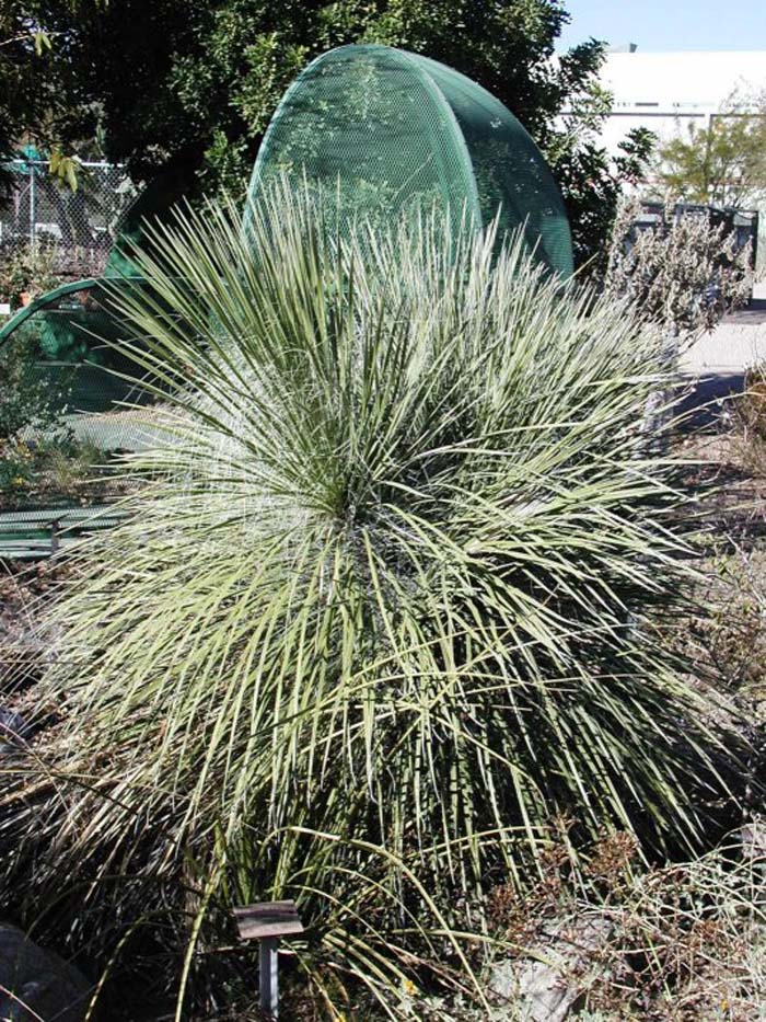 Plant photo of: Yucca elata