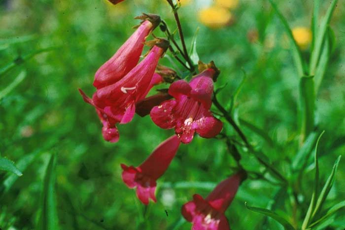 Penstemon hybrids 'Cherry Glo'