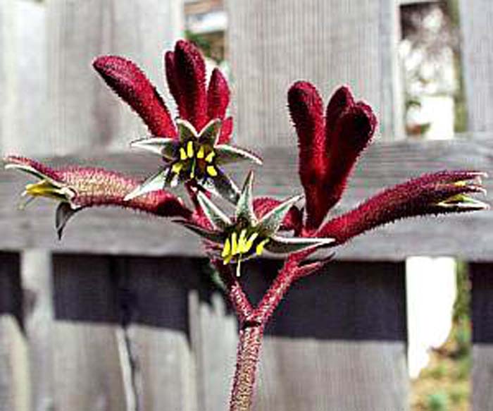 Anigozanthos 'Red Cross'