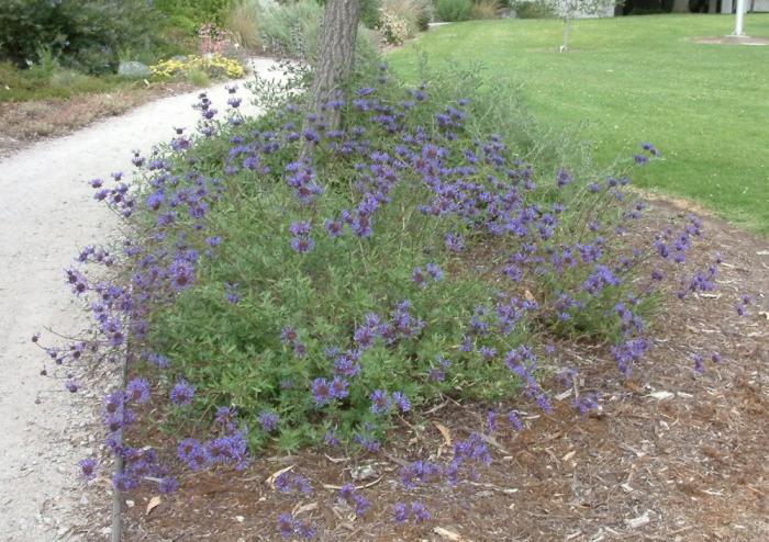 Cleveland Blue Sage