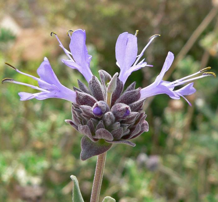 Plant photo of: Salvia clevelandii