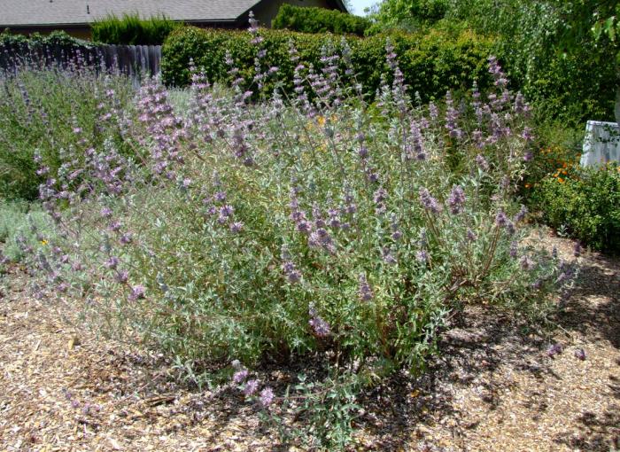 Plant photo of: Salvia clevelandii