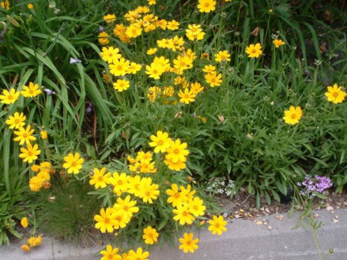 Coreopsis maritima