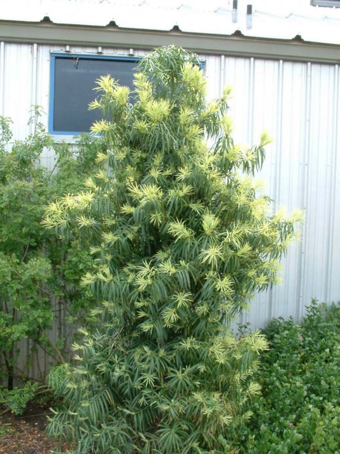 Podocarpus henkelii