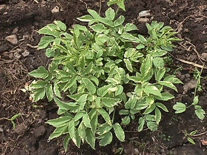 Variegated Goutweed