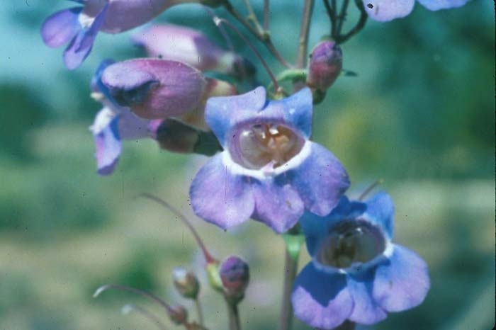 Plant photo of: Penstemon spectabilis