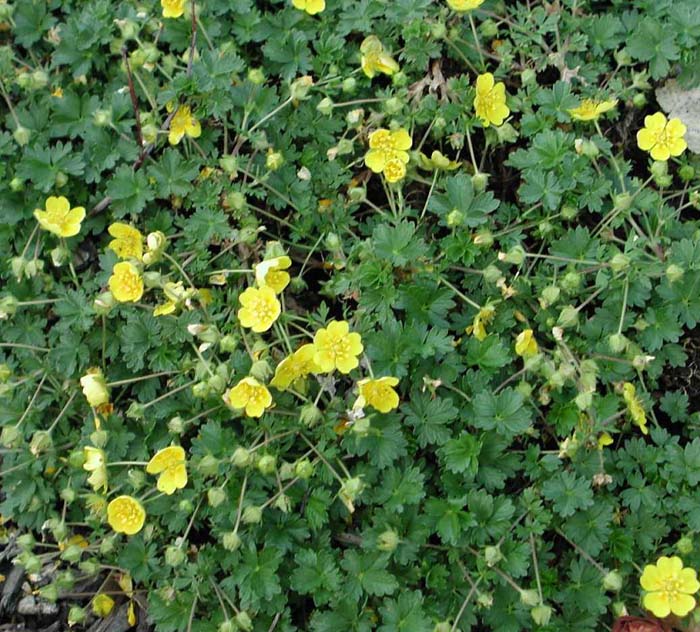 Plant photo of: Potentilla neumanniana