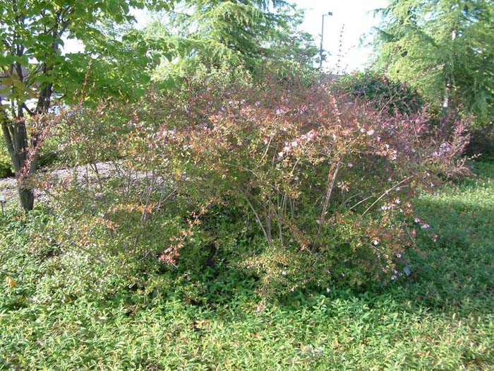 Abelia X grandiflora 'Edward Goucher'