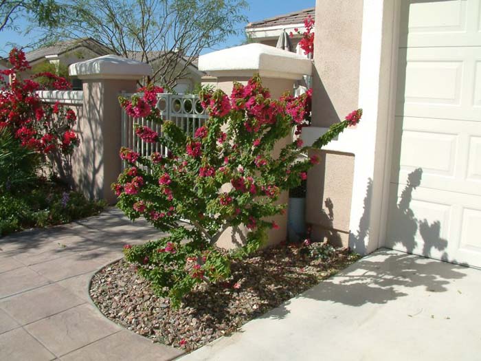 Bougainvillea spectabilis 'Torch Glow'