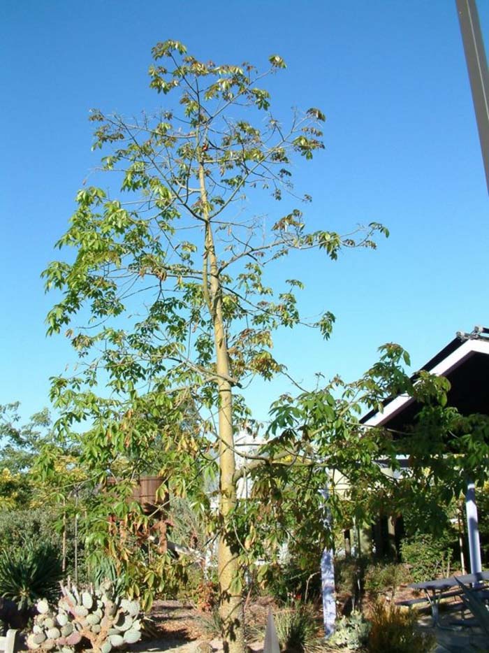 Ceiba speciosa 'Majestic Beauty