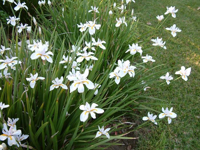 Butterfly-Iris, Fortnight Lily