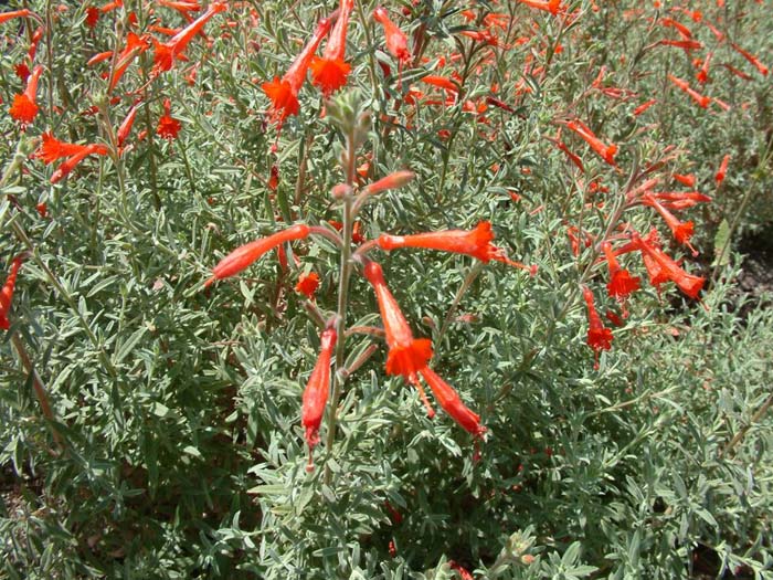 Plant photo of: Epilobium canum