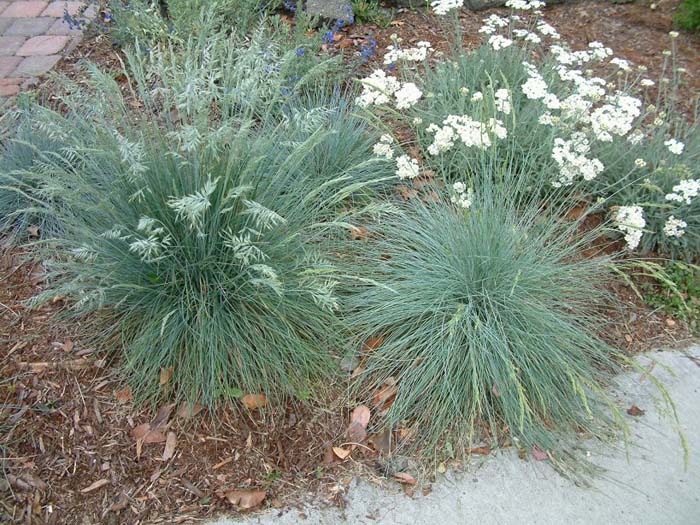 Plant photo of: Festuca glauca