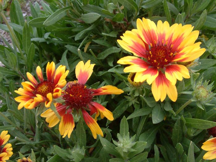 Gaillardia X grandiflora