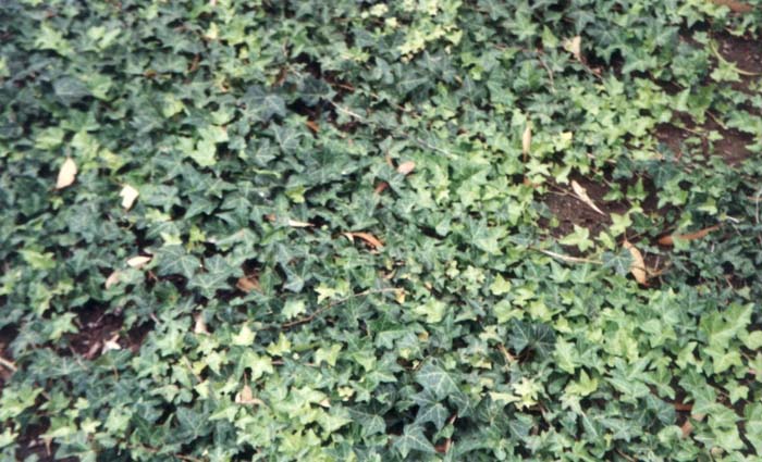 Hahn's Self-Branching Ivy