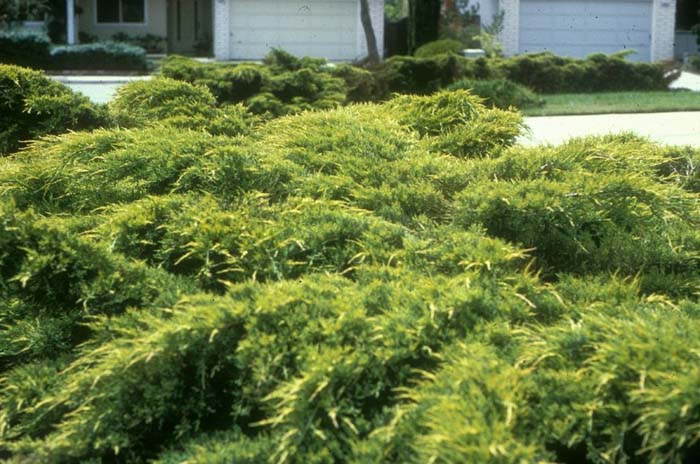 Plant photo of: Juniperus X pfitzeriana 'Aurea'