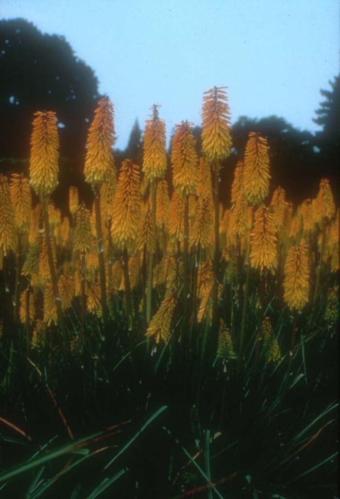 Plant photo of: Kniphofia hybrids