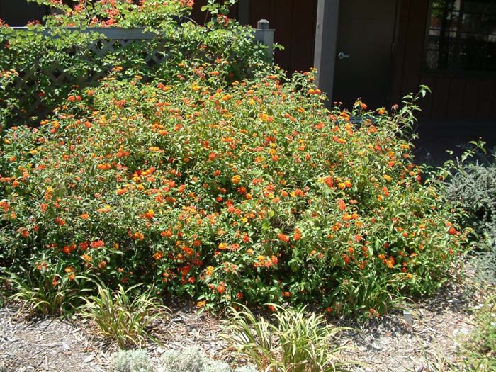 Plant photo of: Lantana 'Radiation'