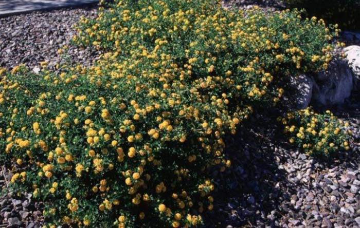 New Gold Trailing Lantana