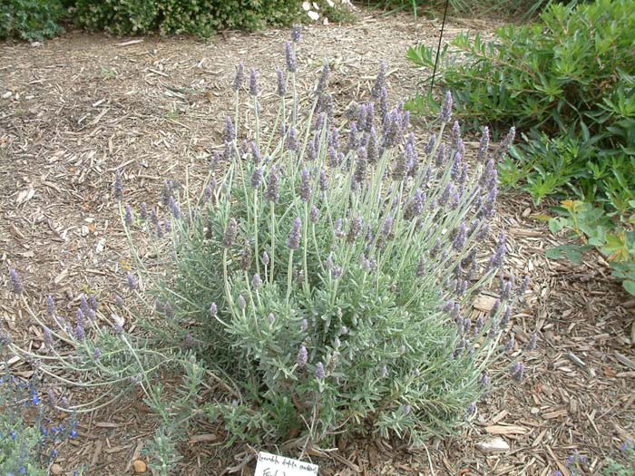 Lavandula dentata v. candicans