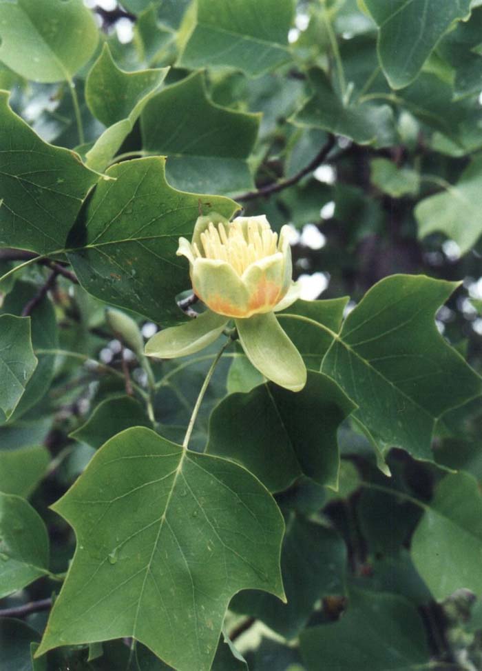 Liriodendron tulipifera