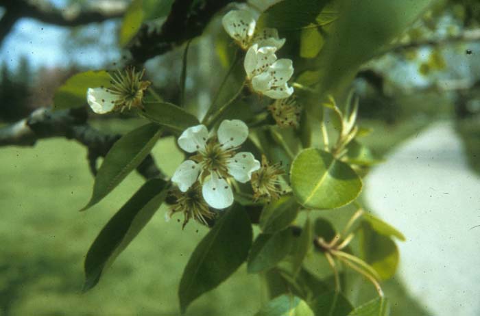 Plant photo of: Pyrus communis