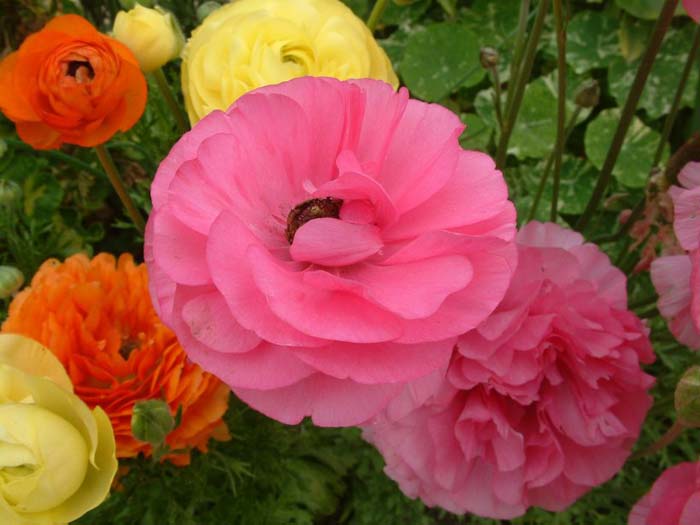 Plant photo of: Ranunculus asiaticus