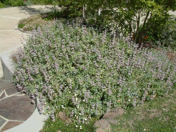 Point Sal Spreader Purple Sage