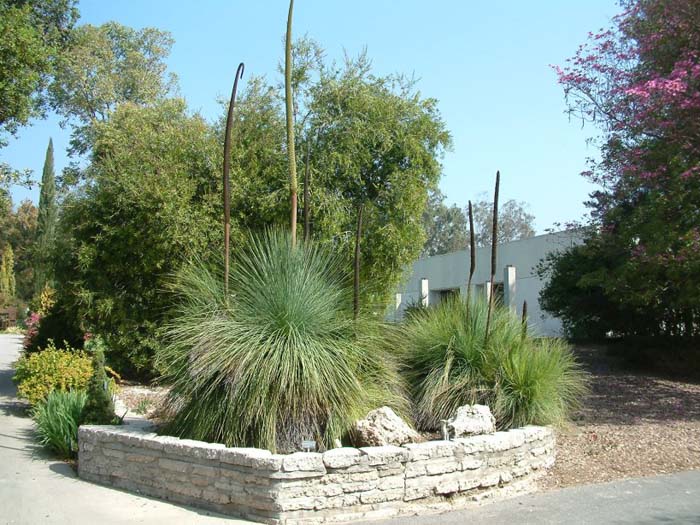 Xanthorrhoea quadrangulata