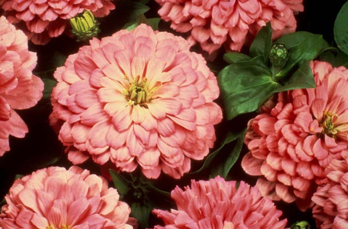 Garden Zinnia