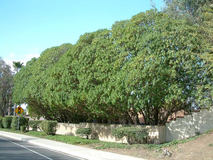 Myoporum laetum