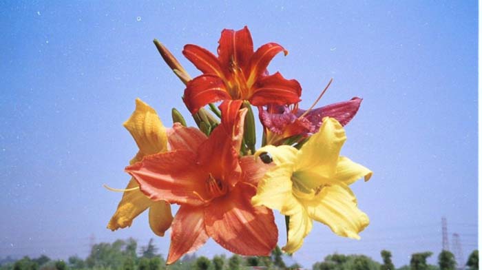 Plant photo of: Hemerocallis hybrids