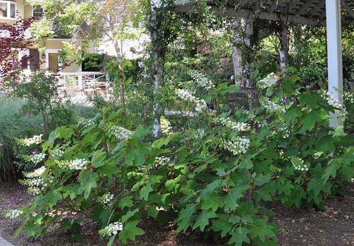 Plant photo of: Hydrangea quercifolia