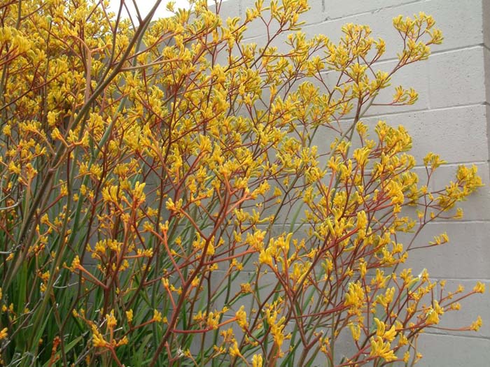 Plant photo of: Anigozanthos 'Yellow'