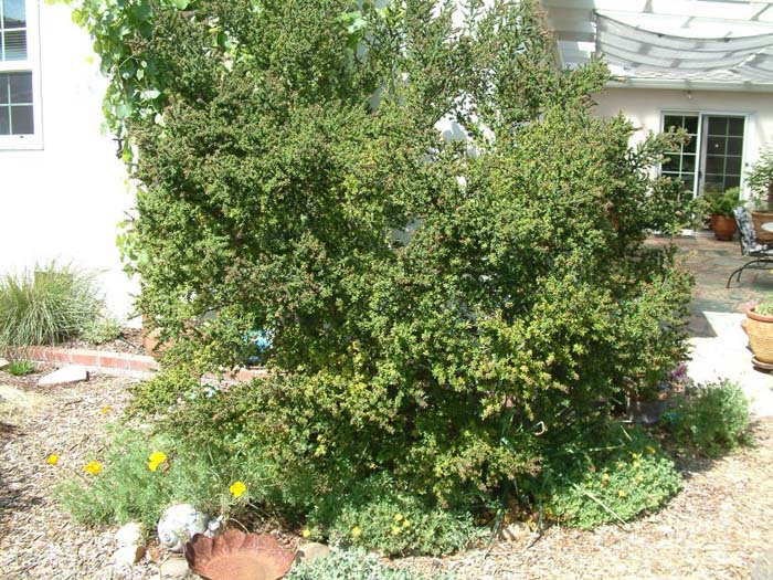 Ceanothus 'Dark Star'