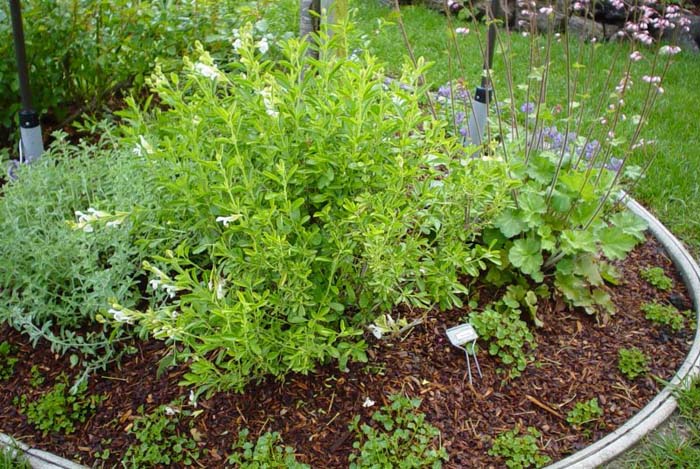 Salvia greggii 'Alba'