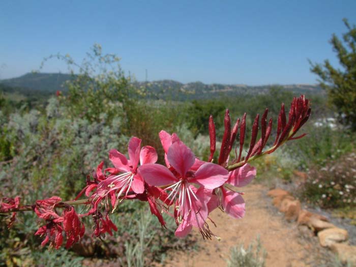 Pink Gaura