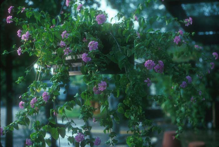 Lavender Swirl Lantana