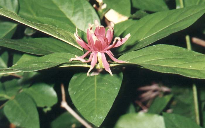 Calycanthus occidentalis