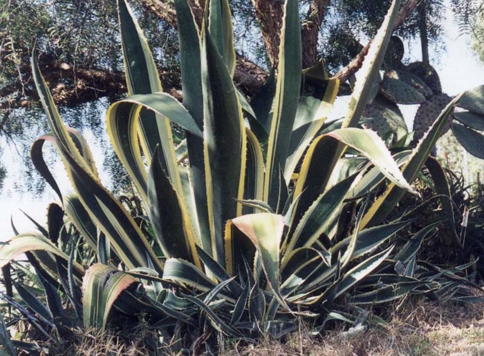 Plant photo of: Agave americana 'Variegata'