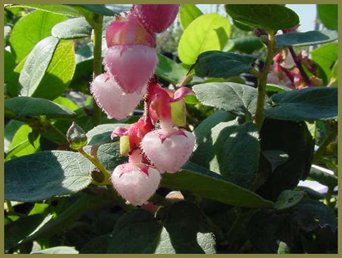 Gaultheria shallon