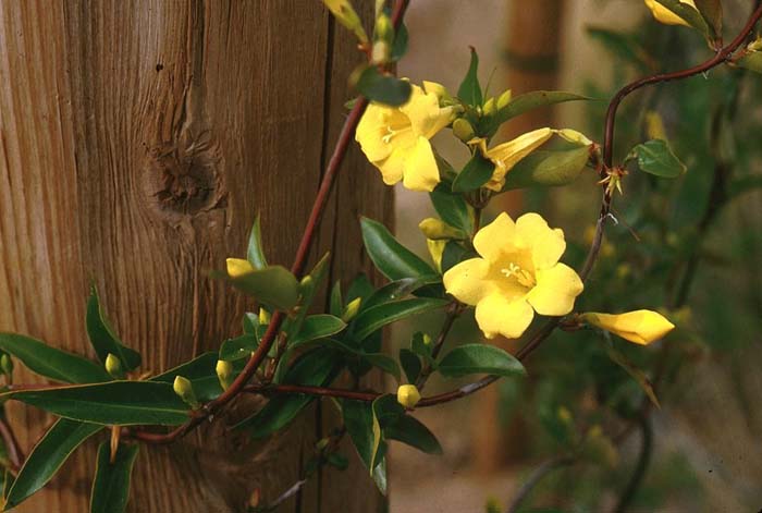 Plant photo of: Gelsemium sempervirens