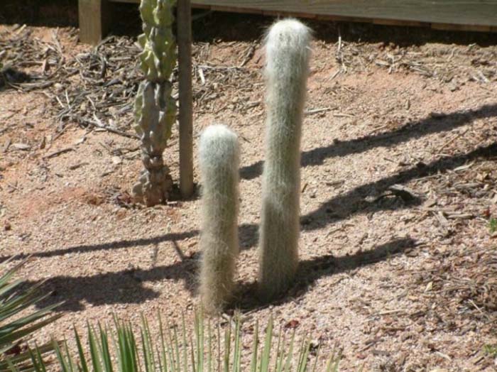 Plant photo of: Cephalocereus senilis