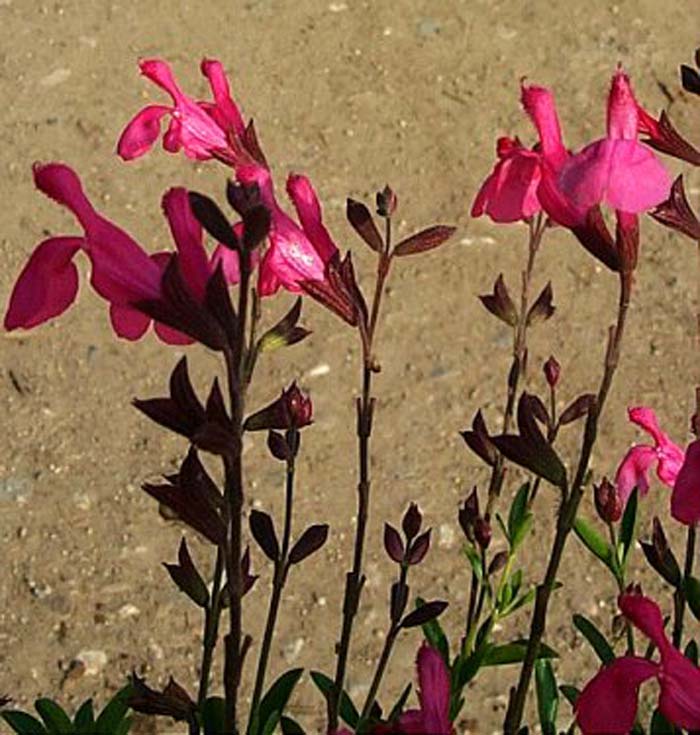 Salvia greggii