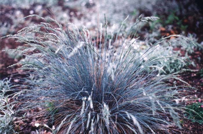 Festuca amethystina 'Superba'