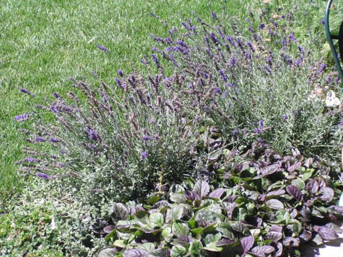 Plant photo of: Lavandula angustifolia 'Hidcote'