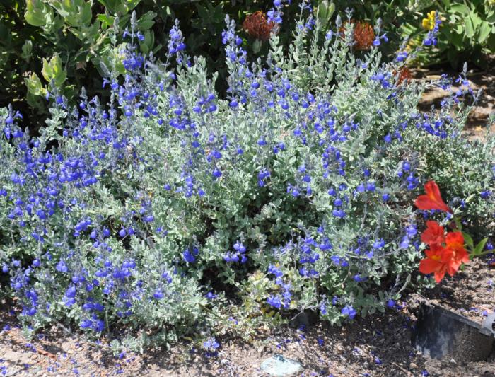 Salvia chamaedryoides