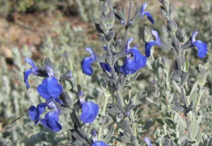 Plant photo of: Salvia chamaedryoides